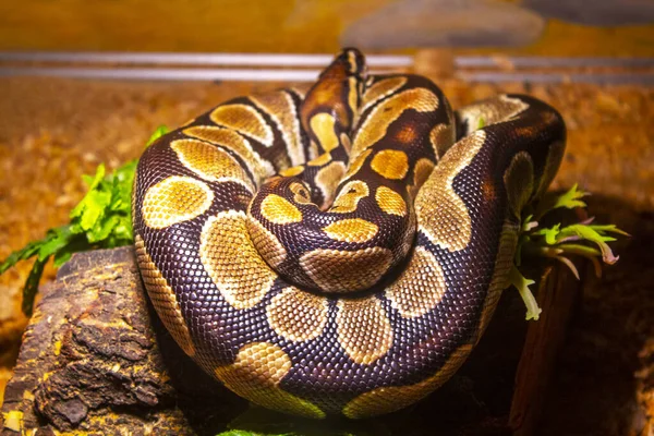 Closeup Python Grand Serpent Reptile — Photo