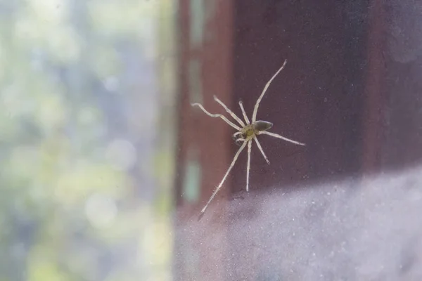 Griezelig Spin Spinnenweb Natuur Achtergrond — Stockfoto