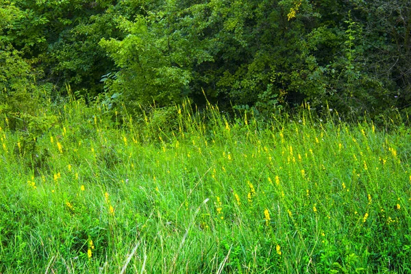 Grøn Eng Med Gule Blomster Landskab - Stock-foto