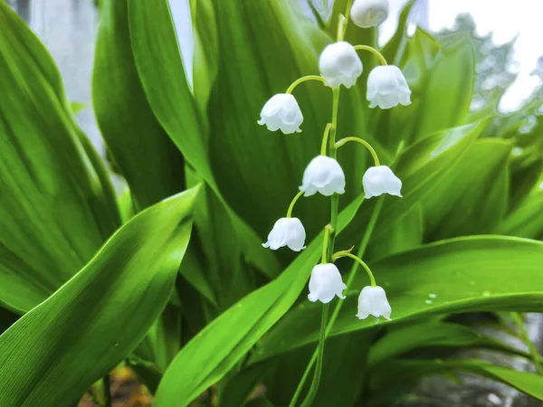 Giglio Valle Fiore Può Giardino Pianta — Foto Stock