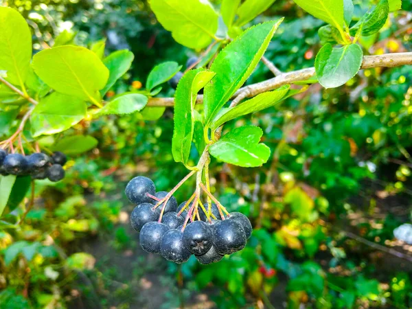 Egy Rakás Érett Aronia Bogyó Egy Bokron Egy Napsütéses Napon — Stock Fotó