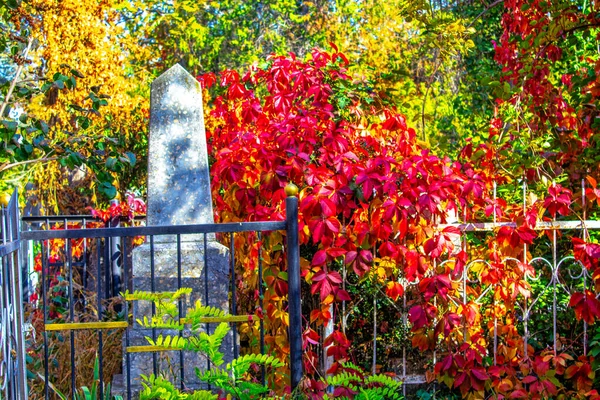 Tombstones in cemetery among green plants. Old graves in graveyard. Gothic  tombstone in autumn sunny day