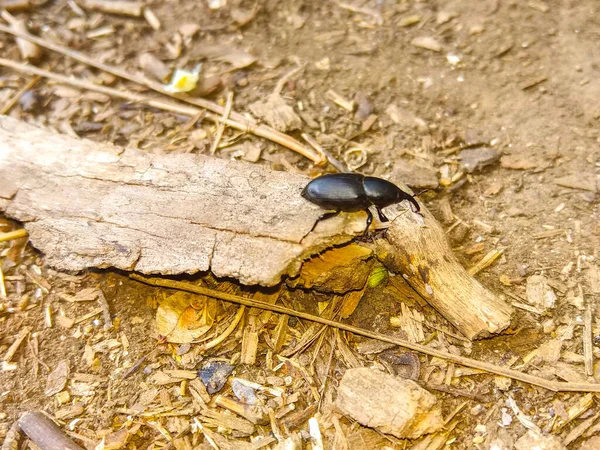 站在沙滩上的黑色长鼻子甲虫 — 图库照片