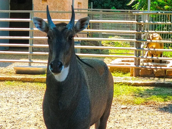 Impala Ram Grama Close — Fotografia de Stock