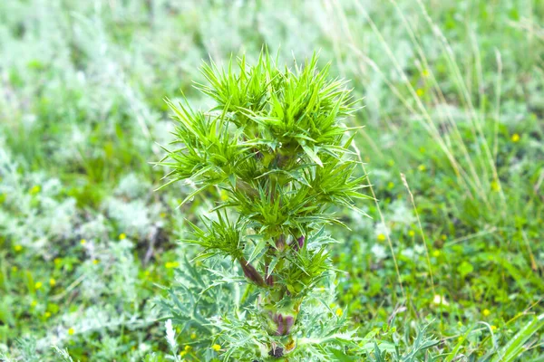 长有荆棘叶子的花 绿色背景 — 图库照片