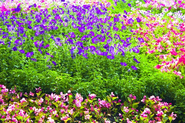 Stiefmütterchen Sommer Blumen Garten Sonnigem Tag — Stockfoto