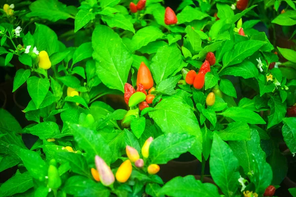 Orangen Und Grünen Dekorativen Scharfen Paprika Einem Garten Topf — Stockfoto