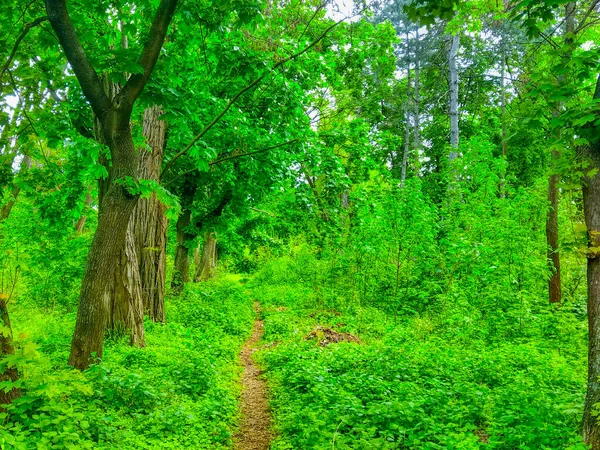 Yeşil Bahar Parkı Yolu — Stok fotoğraf
