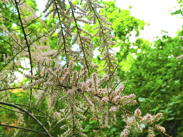 Wiosenne Drzewo Kwitną Gałęzie Natura — Zdjęcie stockowe