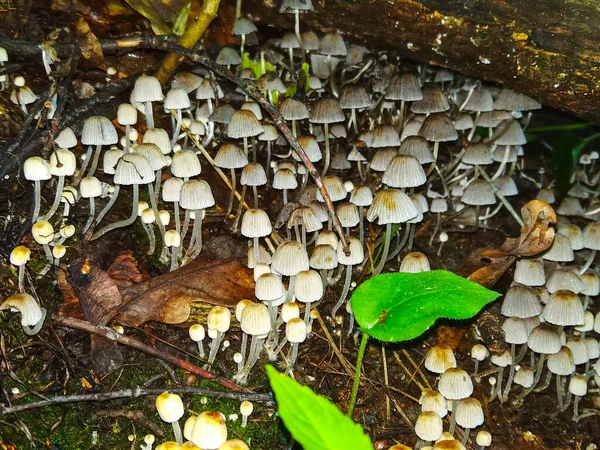 在绿林里有许多白色的蘑菇在地上 — 图库照片