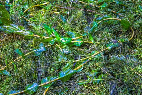 Текстура Морских Водорослей Зеленого Цвета — стоковое фото
