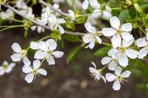 White Flowers Spring Tree Branch — Stock Photo, Image