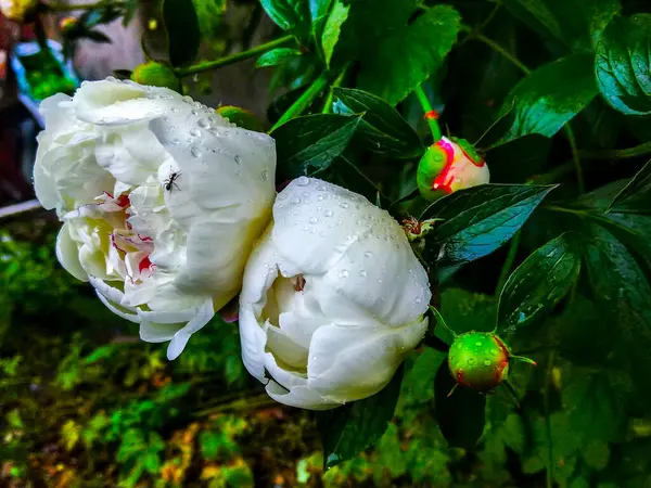 Branco Peônias Flor Orvalho Natureza — Fotografia de Stock