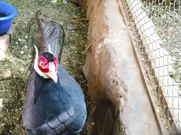 gray peacock pheasant bird pet