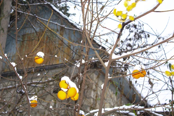 Persimmon Fruit Branch Winter Snow — Stock Photo, Image