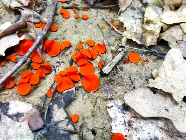 Peziza Hongo Interesante Que Parece Bol Naranja — Foto de Stock