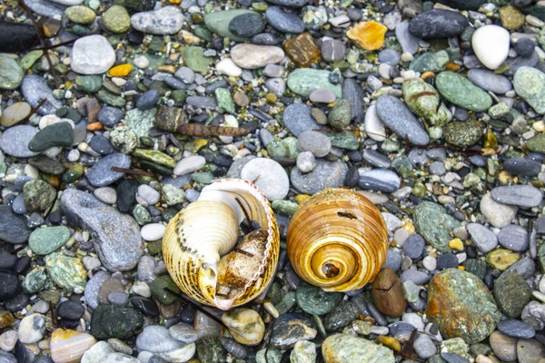Two Macro of seashell shows beautiful detail.
