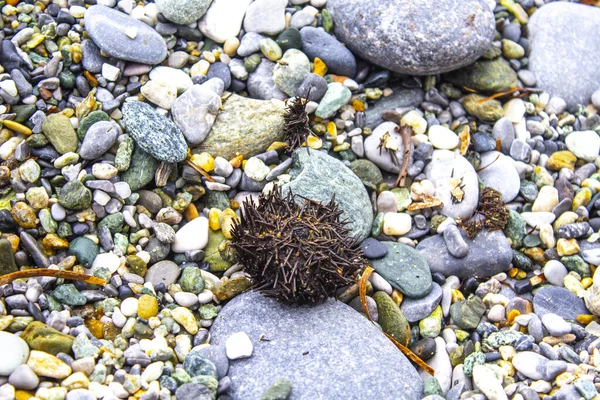Dry Urchin Rock Beach Sunlight Highlighting All Spikes Typical Creature — 스톡 사진