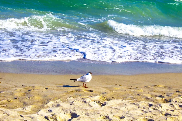 Uccello Gabbiano Che Vola Sul Mare Spiaggia — Foto Stock