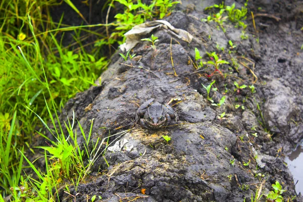 Common Toad Siting Stone European Toad Natural Environment — Stock Photo, Image