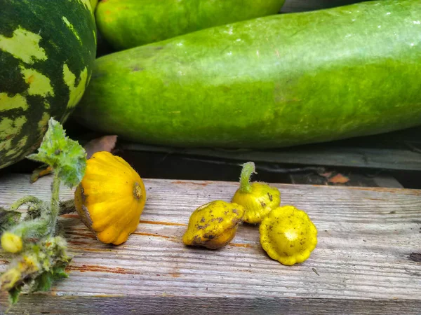 yellow squash in a farm backyard. Autumn harvest at the countryside.