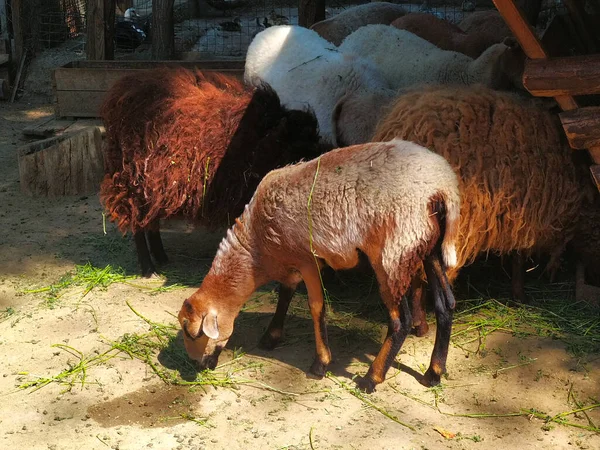 Owce Jagnięcinami Pastwisku Country Farmland — Zdjęcie stockowe