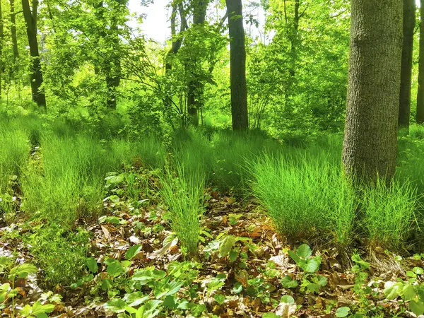 Tavasz Zöld Erdő Levelek Természet — Stock Fotó