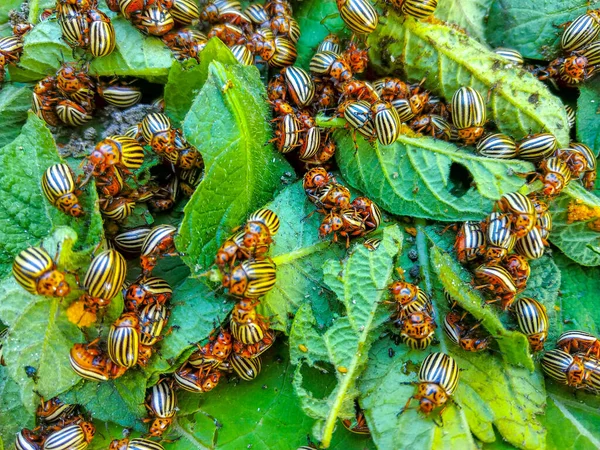 Escarabajo Patata Colorado Arrastrándose Hoja — Foto de Stock