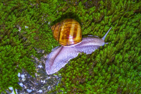 Close Grande Caracol Musgo Verde — Fotografia de Stock