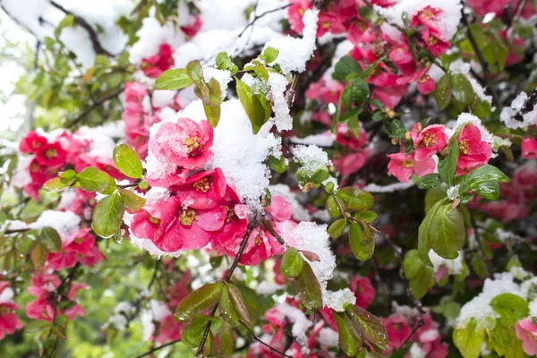 Roze Bloemen Sneeuw Eerste Sneeuw Viel Roze Bloemen Met Groene — Stockfoto