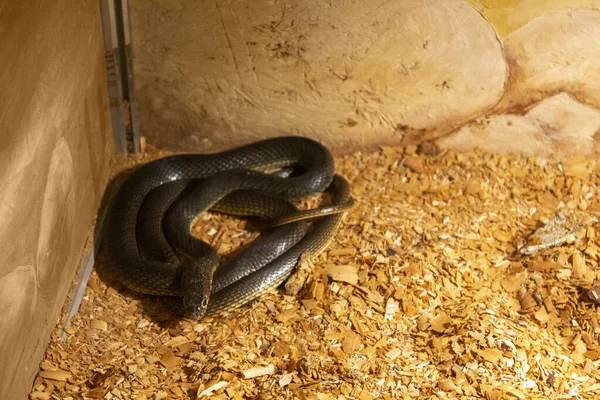 brown viper snake animal reptile