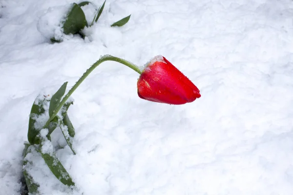 Tulipas Vermelhas Cobertas Neve Tulipas Debaixo Neve Folhas Verdes Neve — Fotografia de Stock