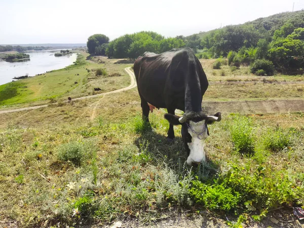 Vaca Gado Pastando Campo Pastagem Gado Lácteos Vaca Leite Comendo — Fotografia de Stock