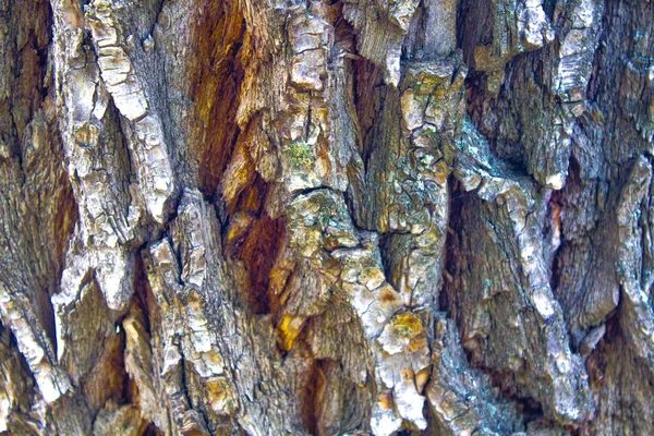 Holz Rinde Baum Hintergrund Textur — Stockfoto