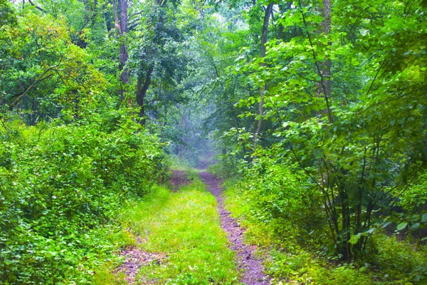 Wiejska Droga Zielonym Lesie Przyroda — Zdjęcie stockowe