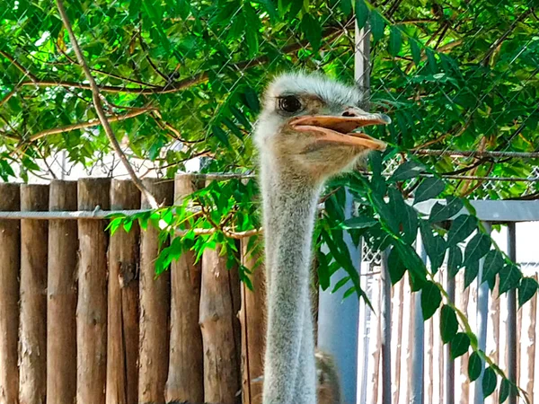 Emu Huvud Struts Fågel Sällskapsdjur — Stockfoto
