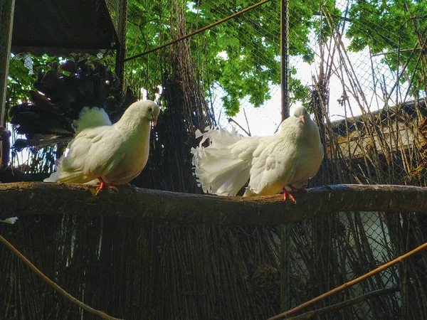 白い鳩は鳥が枝に座り — ストック写真