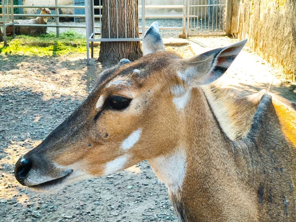 Impala Ram Grama Close — Fotografia de Stock