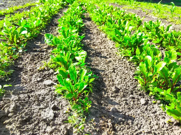 Piantagione Barbabietole Nella Fattoria Orto Biologico — Foto Stock