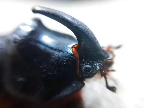 白色背景上的棕色大甲虫 — 图库照片