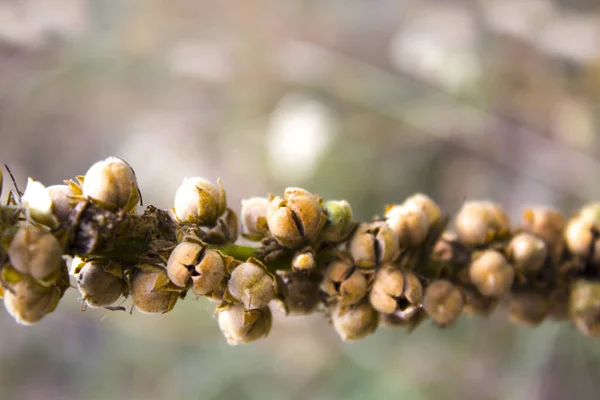 Осенний Сухой Цветок — стоковое фото