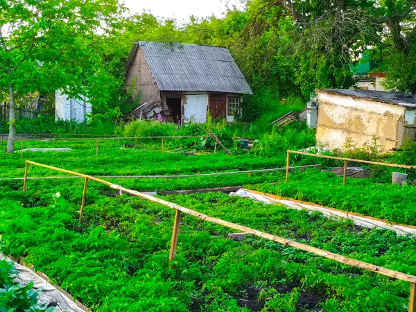 Manantiales Campos Plantación Siembra Cultivan Jardinería — Foto de Stock