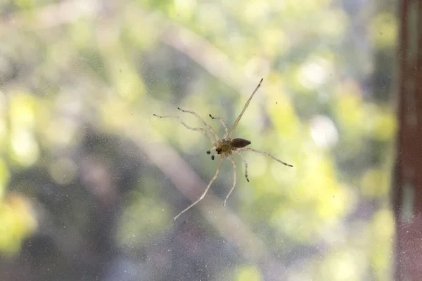 Griezelig Spin Spinnenweb Natuur Achtergrond — Stockfoto