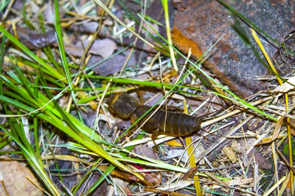 Gryllotalpa Cırcır Böceği Otların Arasında — Stok fotoğraf