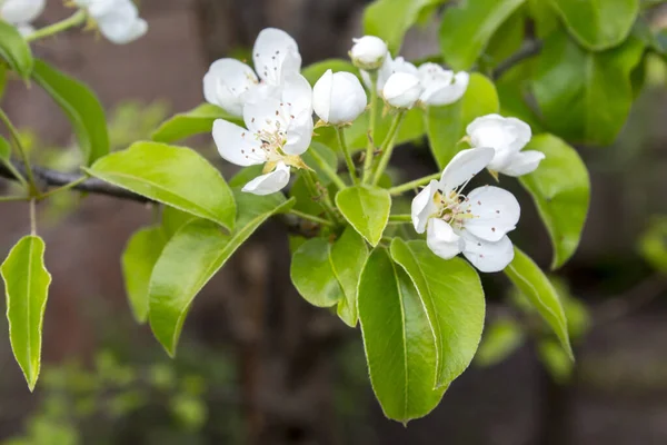 春の木の枝に白い花 — ストック写真