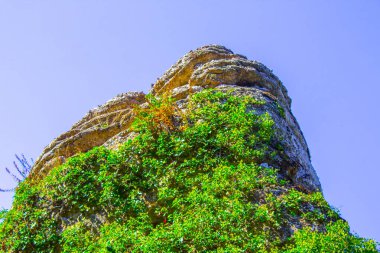 Yeşil dağ turna balığı, mavi arkaplan