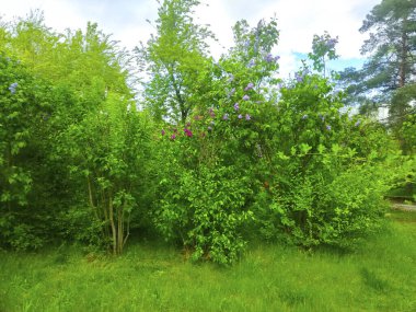 ilkbahar yeşil orman ağaçları manzarası