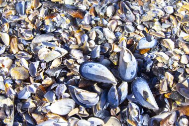 deniz kabukları, deniz kabukları arka plan dokusu