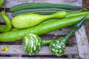 Taze lif ve balkabağı, arka plan için sebze, hasat.