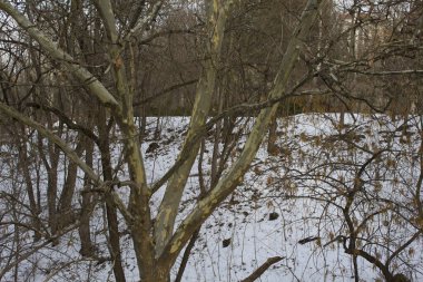 kış ormanı manzarası doğa